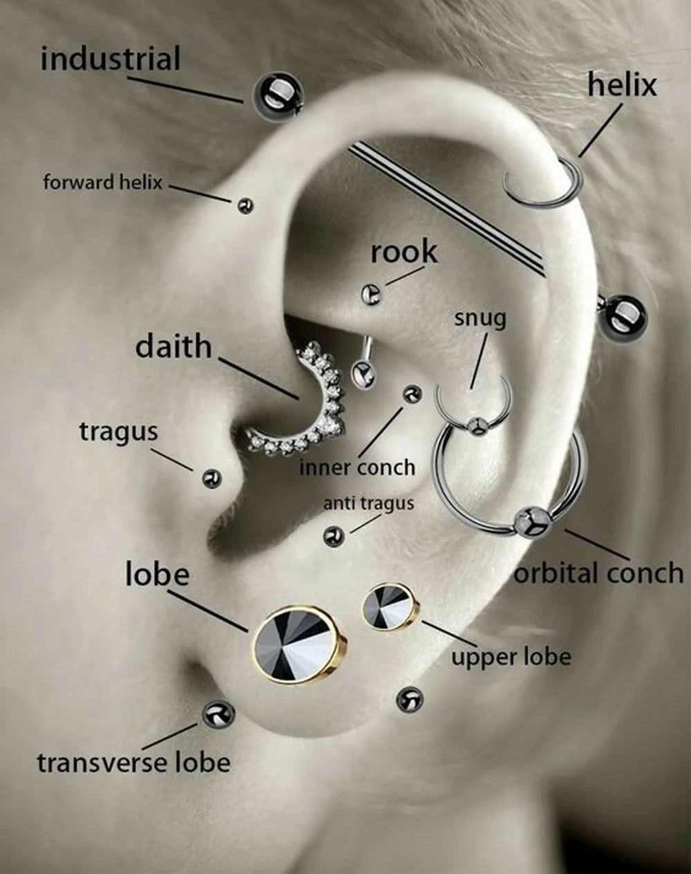 An anatomical diagram of a human ear showing various parts like the helix, tragus, lobe, and conch.
