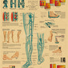 Vintage anatomy and physiology poster illustrating varicose veins, venous valves, and the anatomy of the venous system.