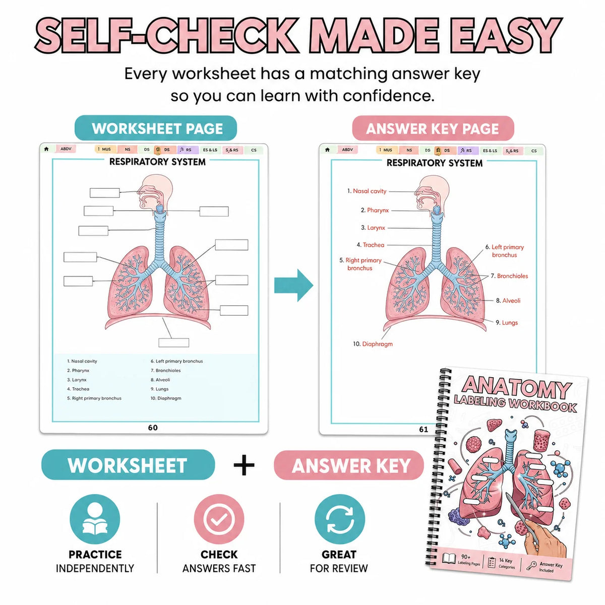 Anatomy labeling workbook showing a worksheet and answer key pages for the respiratory system.