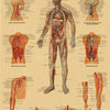 Vintage anatomy poster illustrating the vascular system with detailed diagrams of arteries and veins.