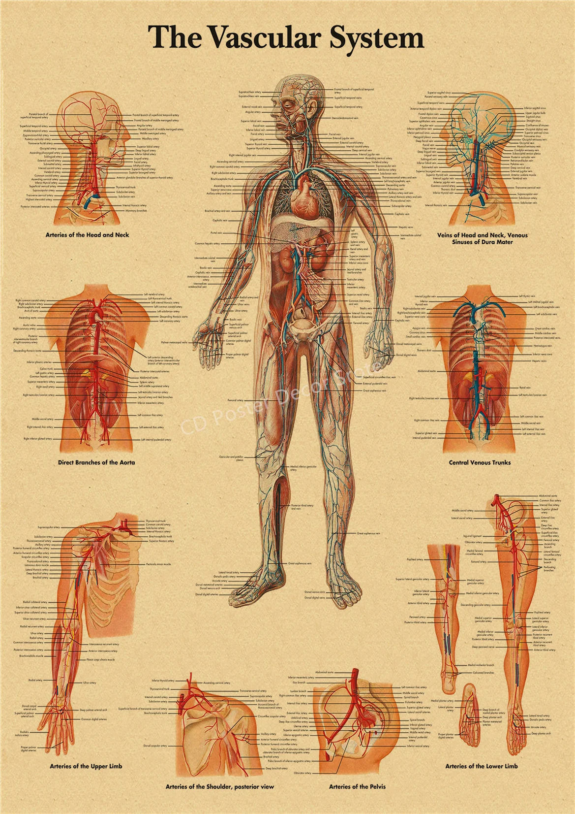 Vintage anatomy poster illustrating the vascular system with detailed diagrams of arteries and veins.
