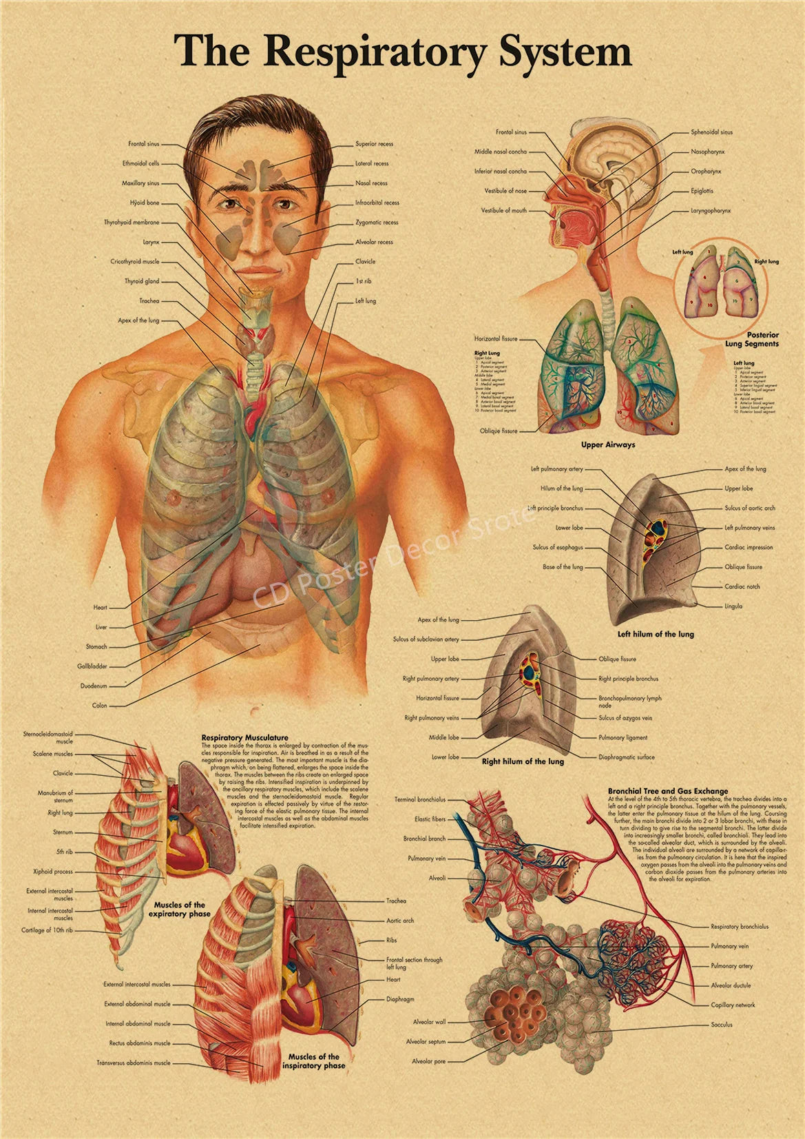 Vintage anatomy poster illustrating the respiratory system with detailed diagrams of lungs and airways.