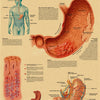 An illustration of the stomach showing its anatomy, including the esophagus, duodenum, and gastric regions.