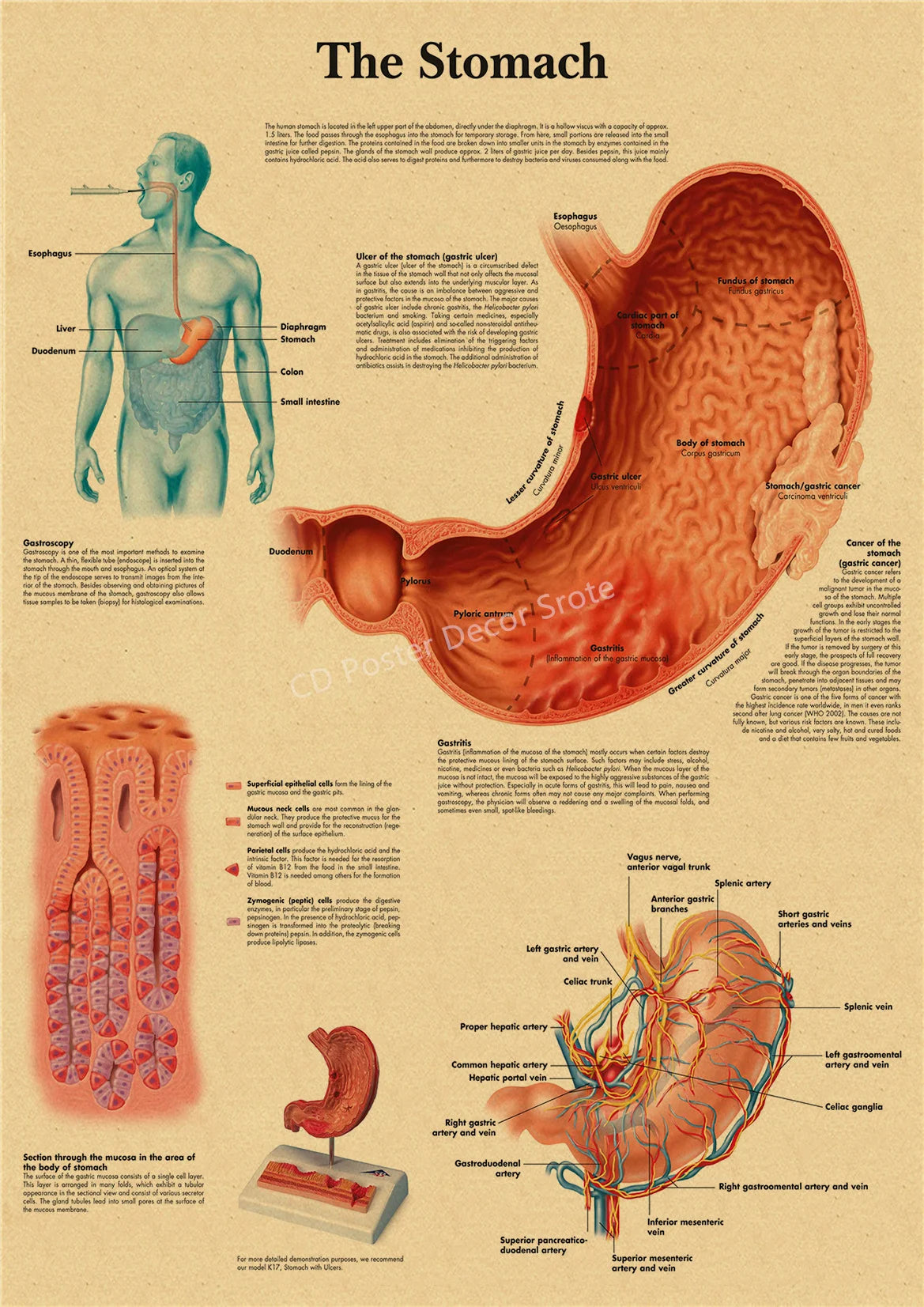 An illustration of the stomach showing its anatomy, including the esophagus, duodenum, and gastric regions.
