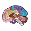 Enamel pin depicting a cross-section of the human brain and skull with Latin medical terms
