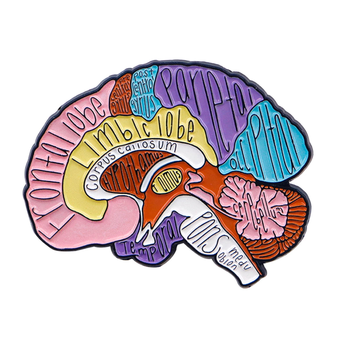 Enamel pin depicting a cross-section of the human brain and skull with Latin medical terms