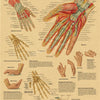 Vintage anatomy and pathology poster showing hand and wrist anatomy and pathology details on kraft paper
