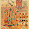 A vintage anatomy and physiology poster illustrating the layers of the skin, including epidermis, dermis, and subcutaneous ti
