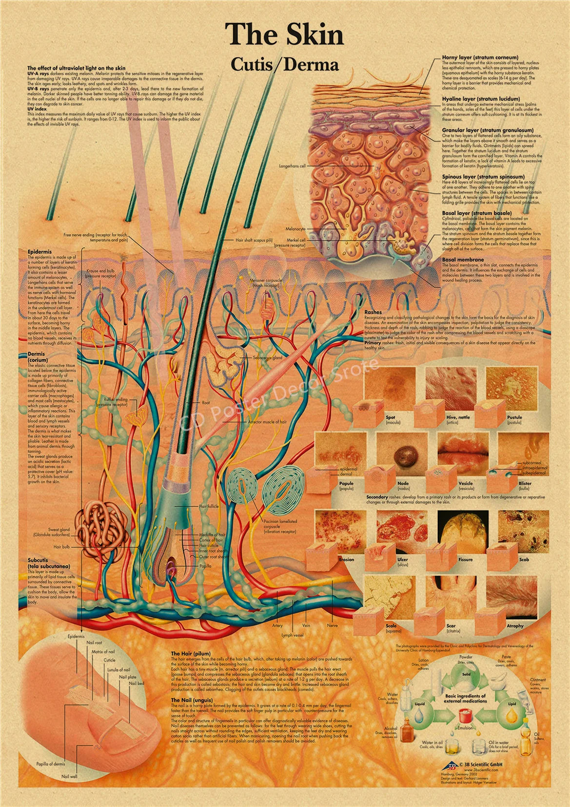 A vintage anatomy and physiology poster illustrating the layers of the skin, including epidermis, dermis, and subcutaneous ti