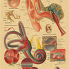 A detailed diagram of the human ear showing its internal and external structures, including the middle ear, inner ear, and co