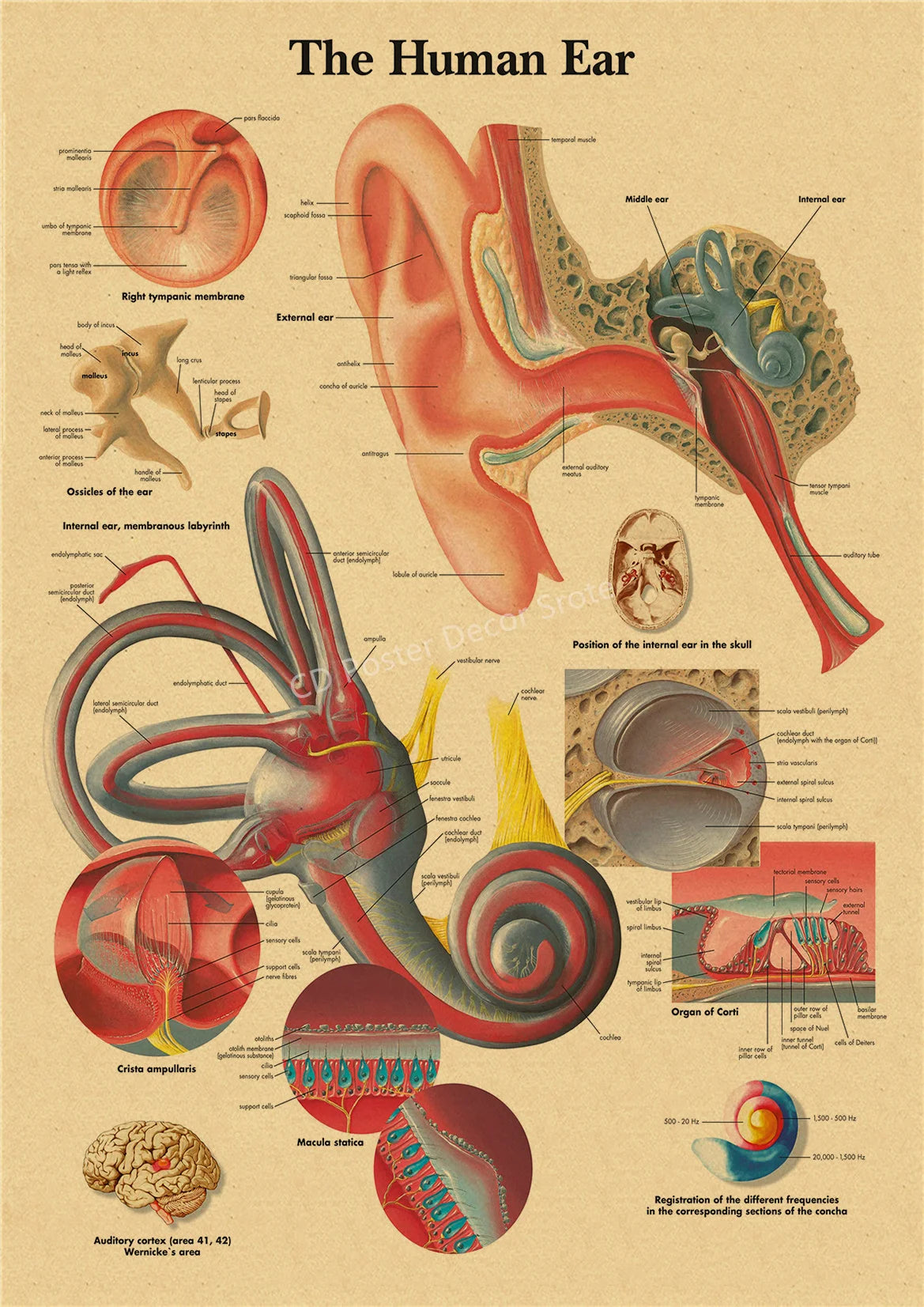 A detailed diagram of the human ear showing its internal and external structures, including the middle ear, inner ear, and co