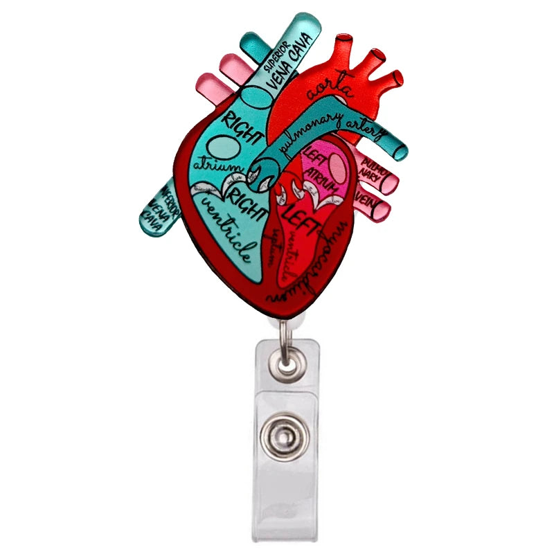 An anatomical diagram of the heart showing the right and left sides with major vessels