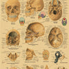 Detailed diagram of the human skull showing various bones and sections for anatomy study