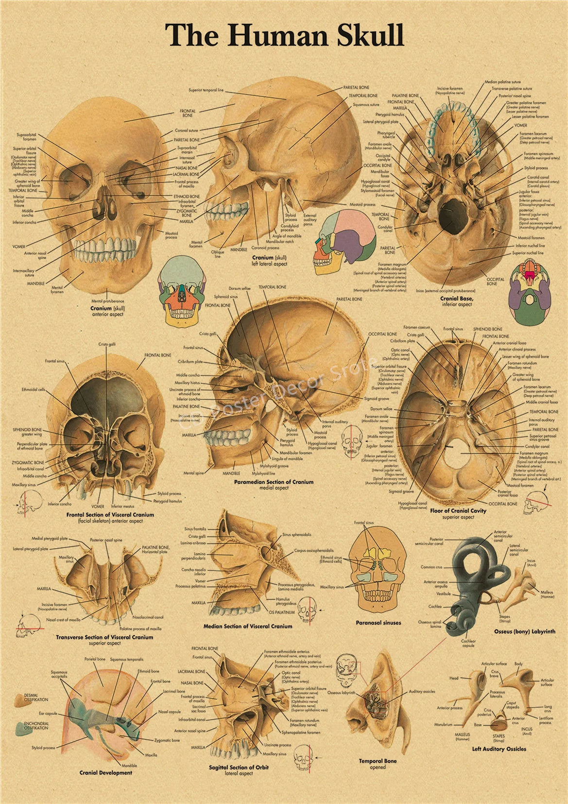 Detailed diagram of the human skull showing various bones and sections for anatomy study