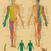 Vintage anatomy poster illustrating the structure and innervation of spinal nerves on a kraft paper background.