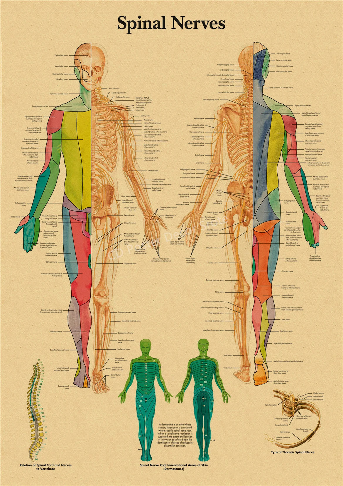 Vintage anatomy poster illustrating the structure and innervation of spinal nerves on a kraft paper background.