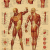 Vintage anatomy poster showing detailed muscular structures of the human body in various views.