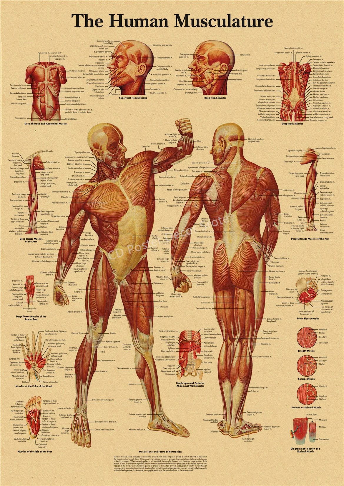 Vintage anatomy poster showing detailed muscular structures of the human body in various views.