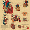 Diagrams illustrating the anatomy and physiology of the human heart, including various views and blood vessels.