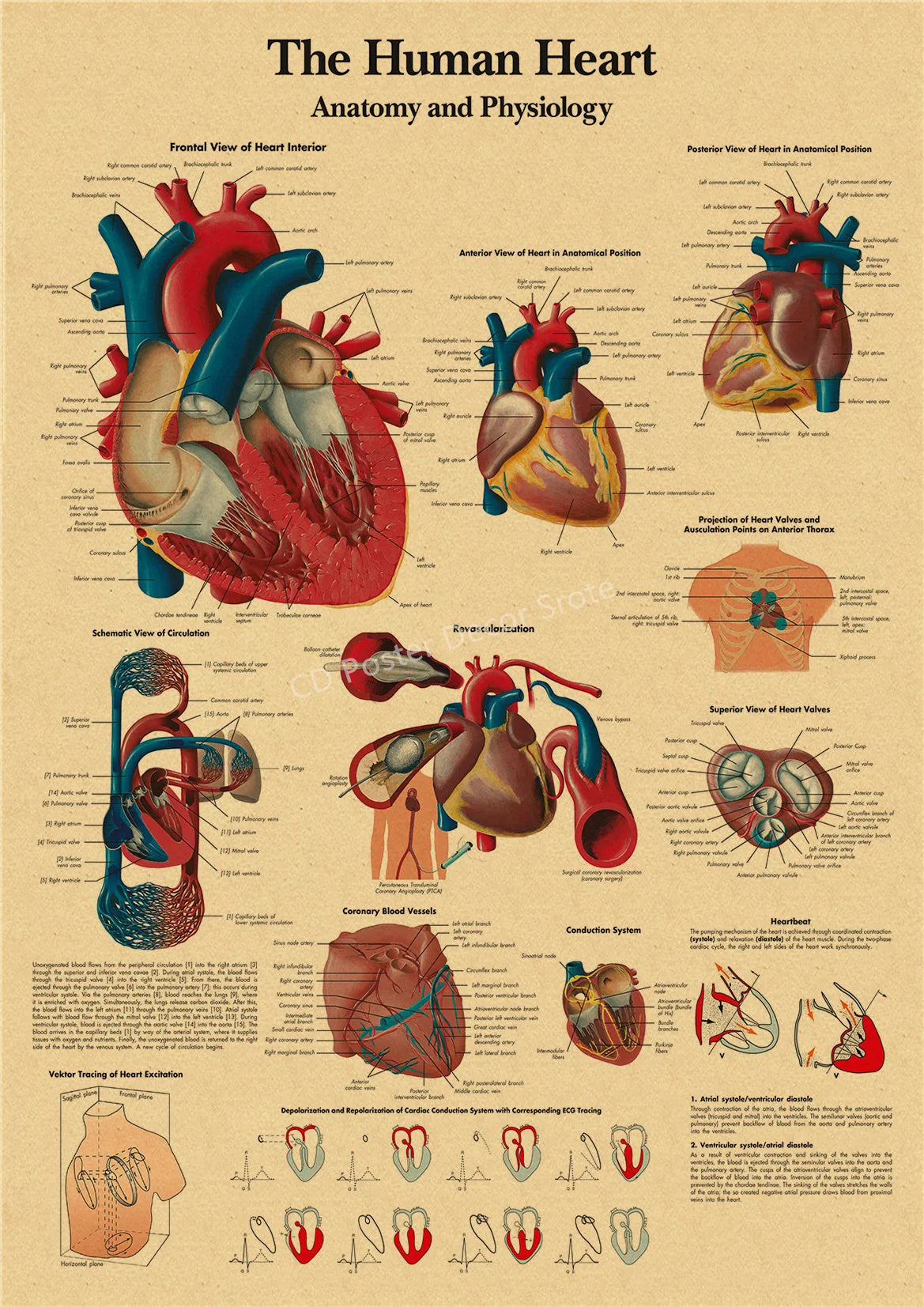 Diagrams illustrating the anatomy and physiology of the human heart, including various views and blood vessels.