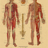 Vintage anatomy poster showing the nervous system structure of the human body in detailed illustrations.