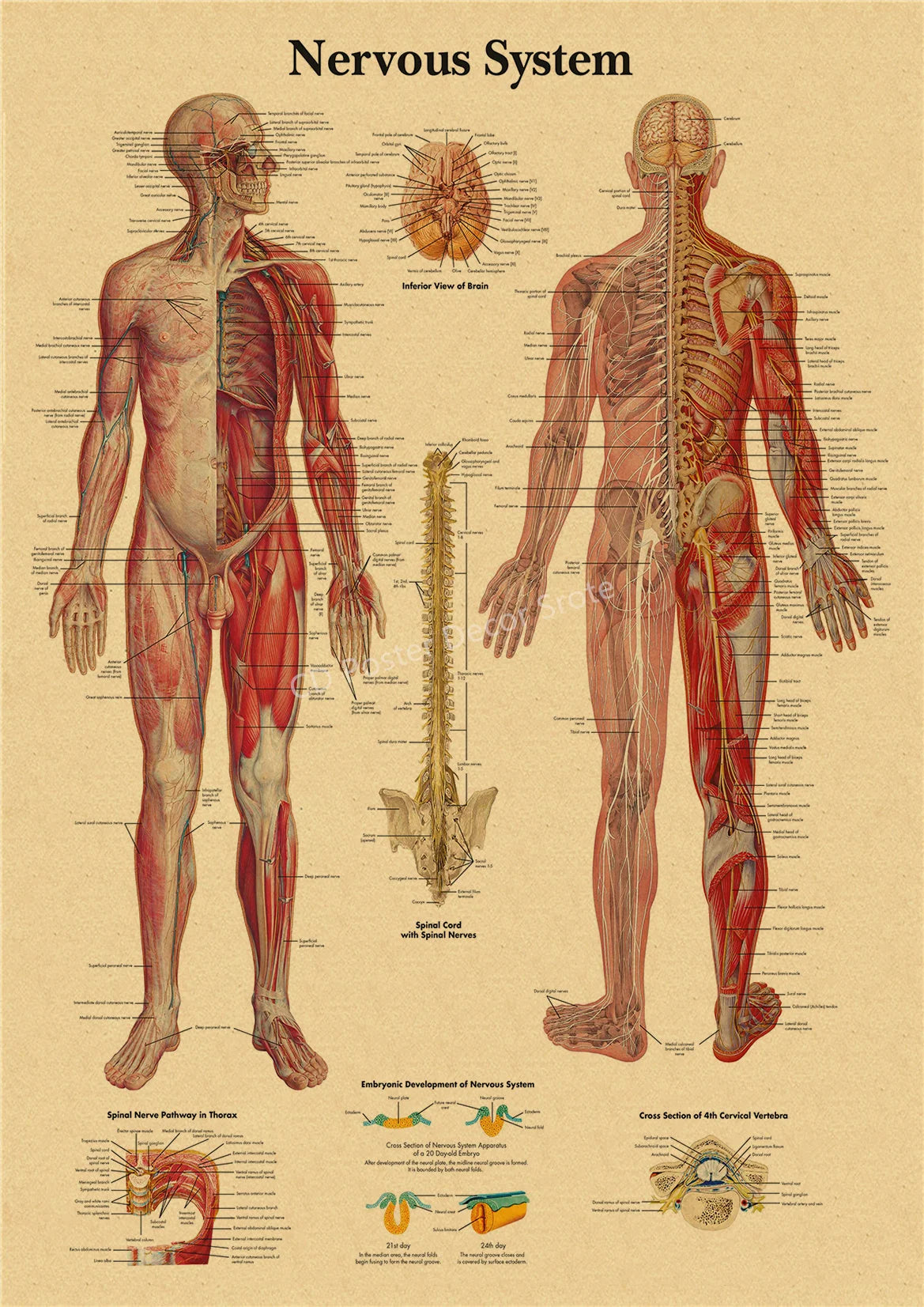 Vintage anatomy poster showing the nervous system structure of the human body in detailed illustrations.