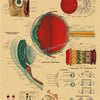 Vintage anatomy poster illustrating the human eye, including its parts, functions, and muscle movements.