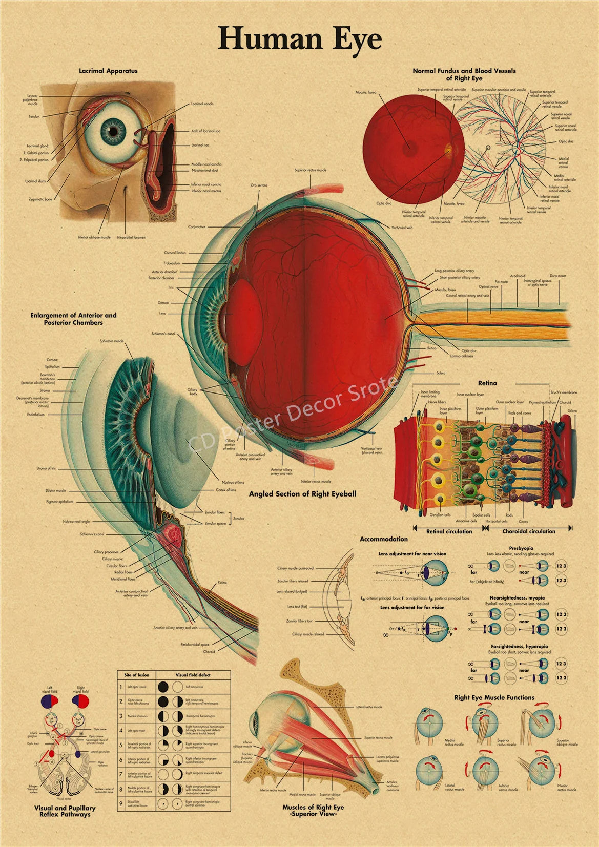 Vintage anatomy poster illustrating the human eye, including its parts, functions, and muscle movements.