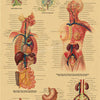Vintage anatomy poster illustrating the structure of a lymph node and lymphatic system pathways.