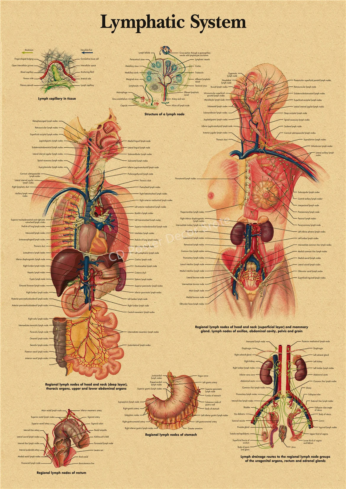 Vintage anatomy poster illustrating the structure of a lymph node and lymphatic system pathways.