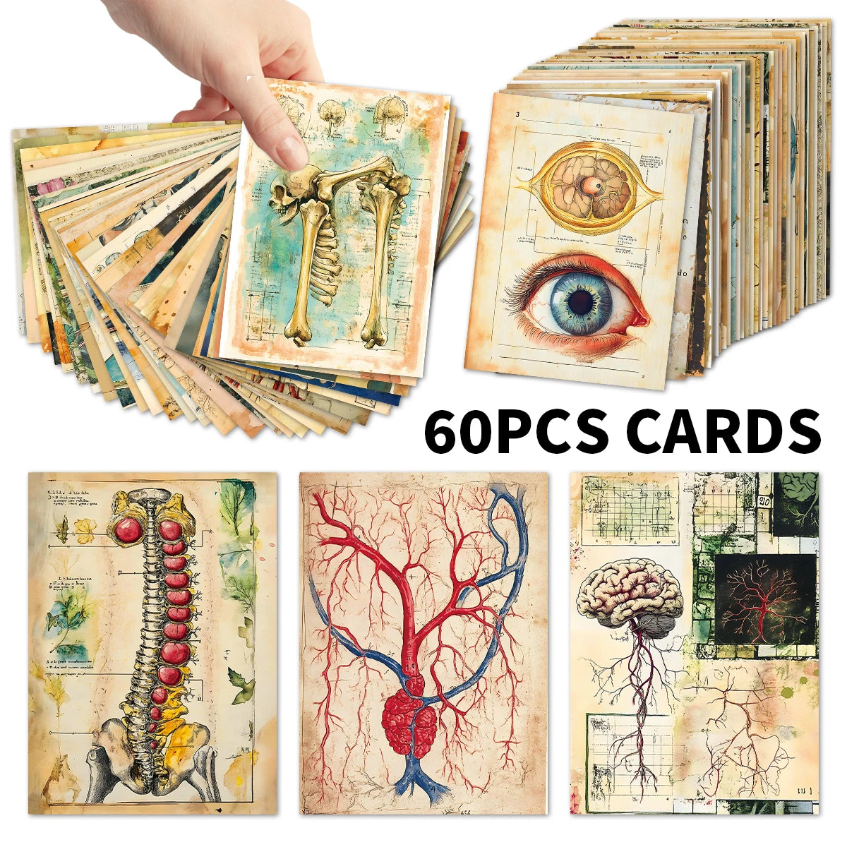 A stack of vintage anatomical biology postcards showing detailed skeletal and biological illustrations.