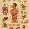 Vintage anatomy and physiology poster illustrating the gastrointestinal system with detailed diagrams.