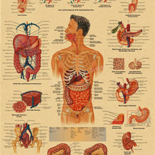 Vintage anatomy and physiology poster illustrating the gastrointestinal system with detailed diagrams.