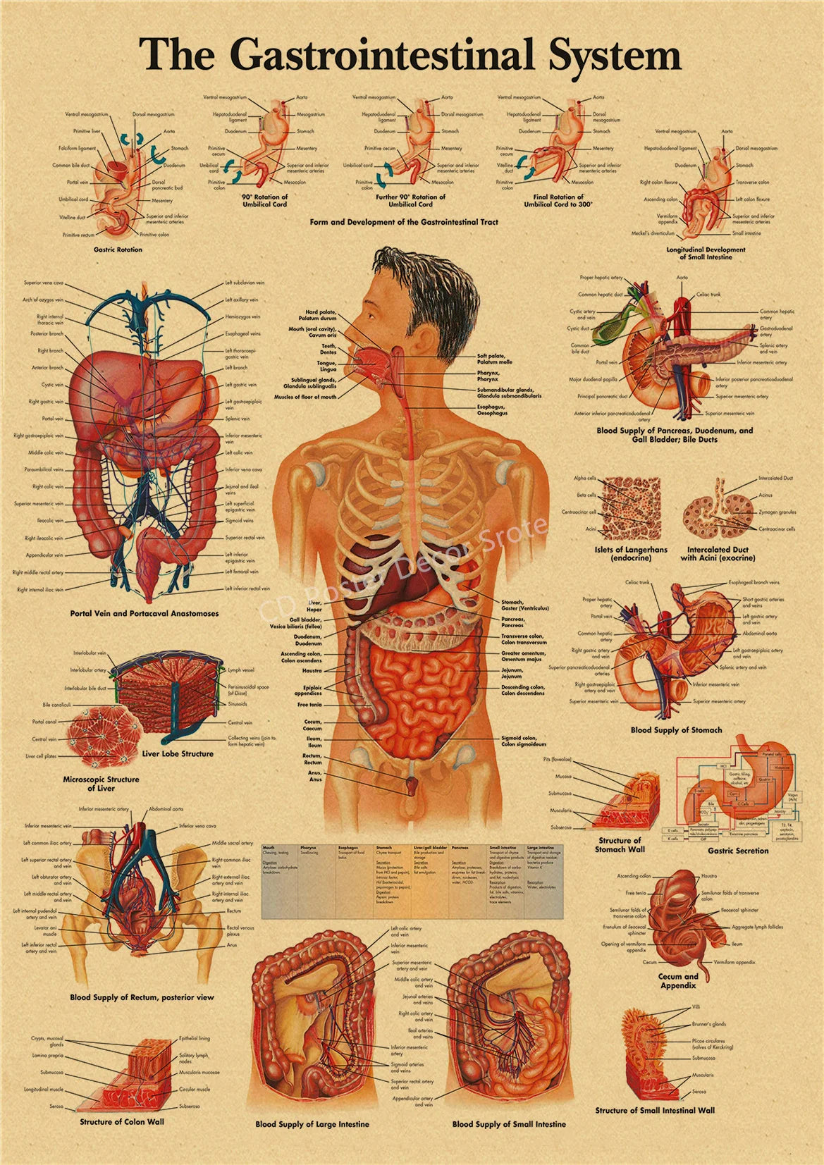 Vintage anatomy and physiology poster illustrating the gastrointestinal system with detailed diagrams.