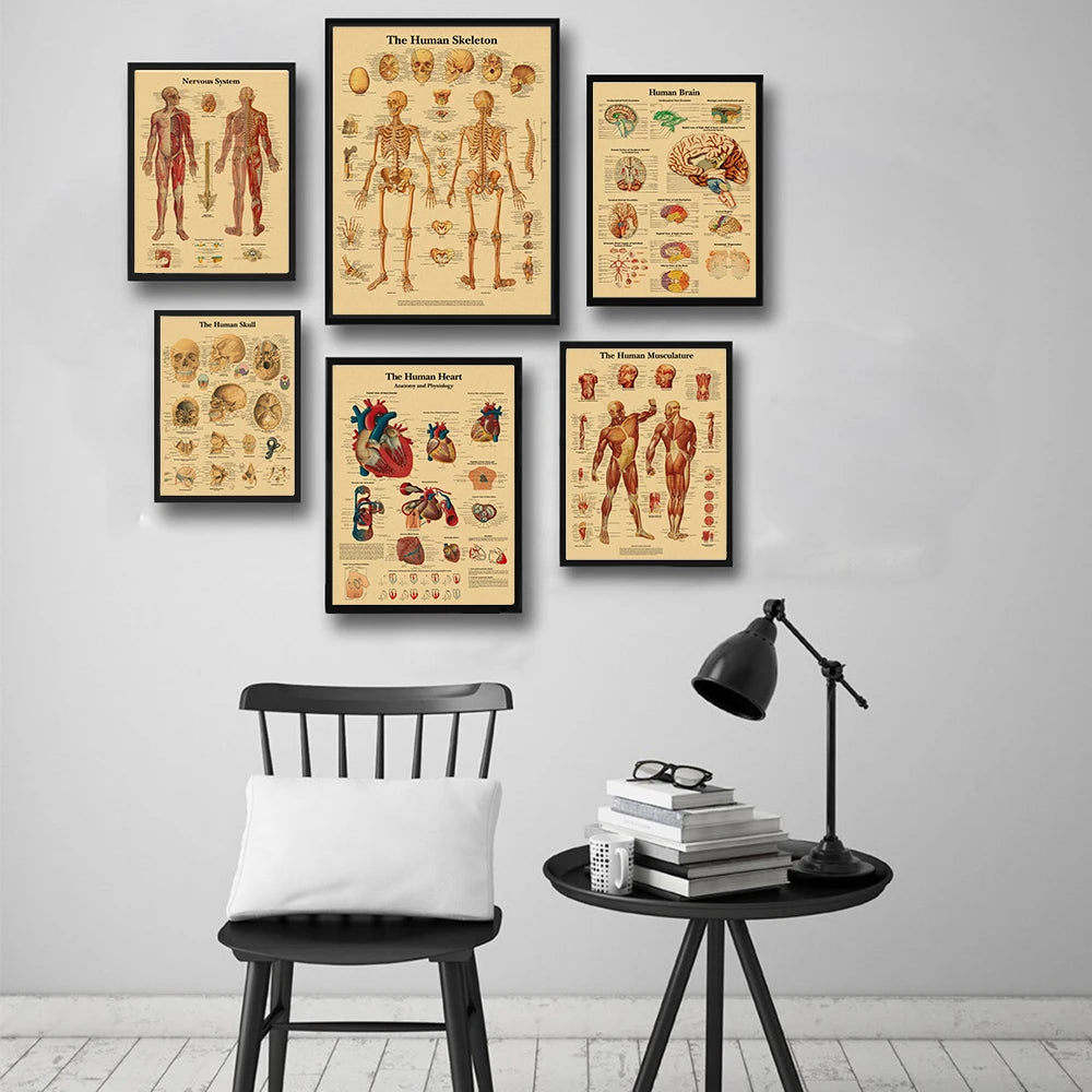 A collection of vintage anatomy and physiology posters featuring human skeletons, brains, and organs displayed on a gray wall