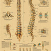 Vintage anatomy and pathology poster showing the spinal column anatomy and pathology.