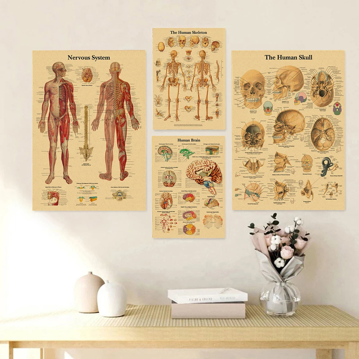 A set of vintage anatomy and physiology posters featuring diagrams of the nervous system, human skeleton, and human brain on 