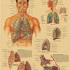 Vintage anatomy poster illustrating the respiratory system with detailed diagrams of lungs and airways.