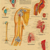 Vintage anatomy poster showing the shoulder and elbow joints from various angles.