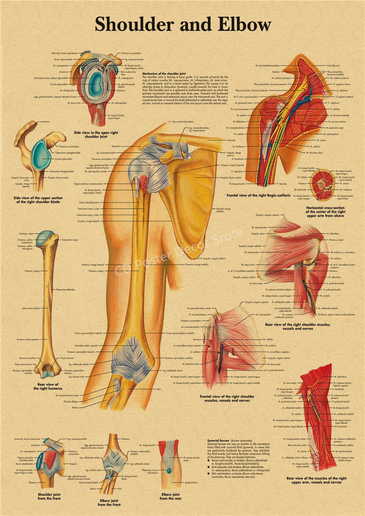 Vintage anatomy poster showing the shoulder and elbow joints from various angles.