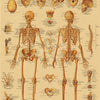 Vintage anatomy poster showing detailed illustrations of the human skeleton and related anatomical structures on kraft paper.