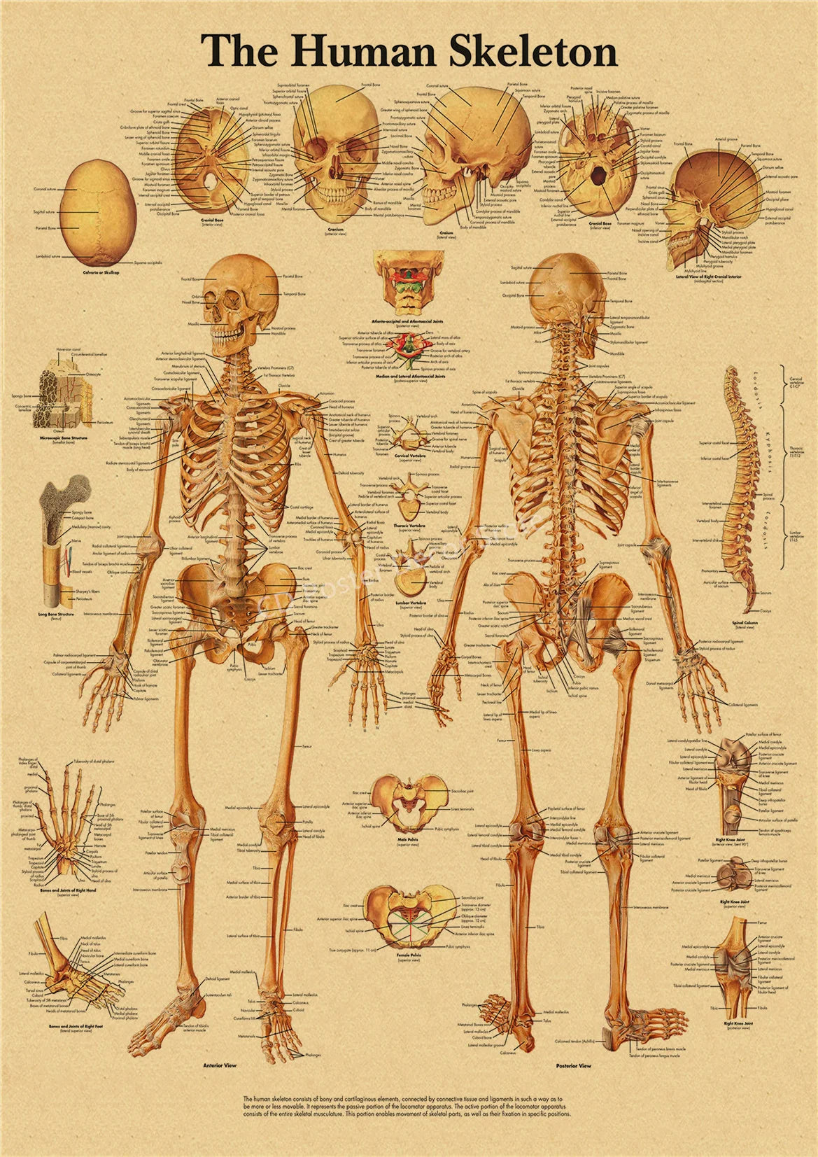Vintage anatomy poster showing detailed illustrations of the human skeleton and related anatomical structures on kraft paper.