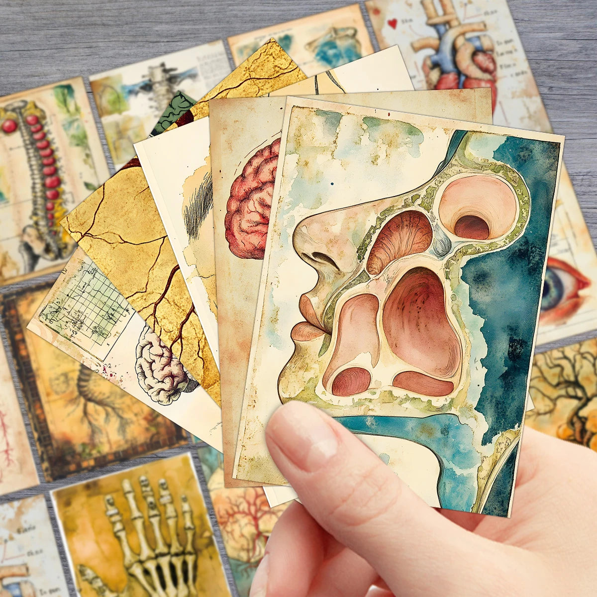 A hand holds several vintage anatomical biology postcards featuring detailed illustrations of the human skull and brain.