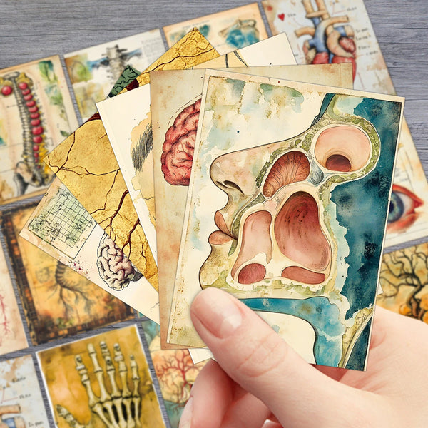 A hand holds several vintage anatomical biology postcards featuring detailed illustrations of the human skull and brain.