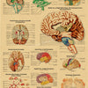 Vintage anatomy poster showing detailed diagrams of the human brain, including fluid circulation, neural tracts, and blood su