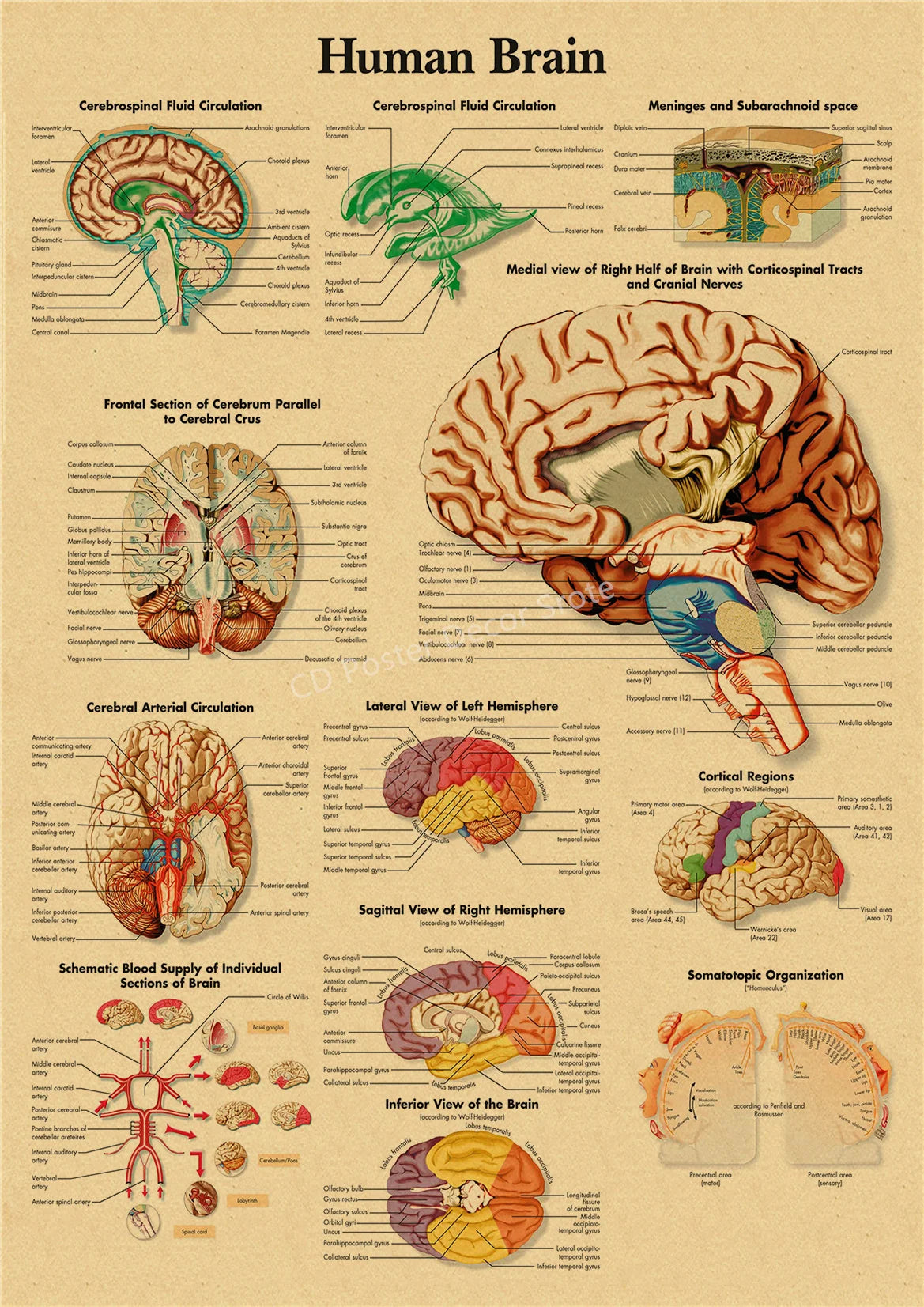 Vintage anatomy poster showing detailed diagrams of the human brain, including fluid circulation, neural tracts, and blood su