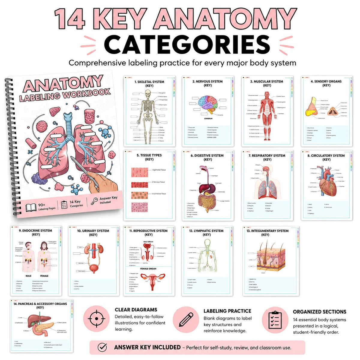 Anatomy labeling workbook with 14 key anatomy categories and clear diagrams for study
