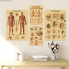 A set of vintage anatomy and physiology posters featuring diagrams of the nervous system, human skeleton, and human brain on 