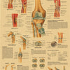 Vintage anatomy poster showing detailed diagrams of the knee joint and surrounding muscles.