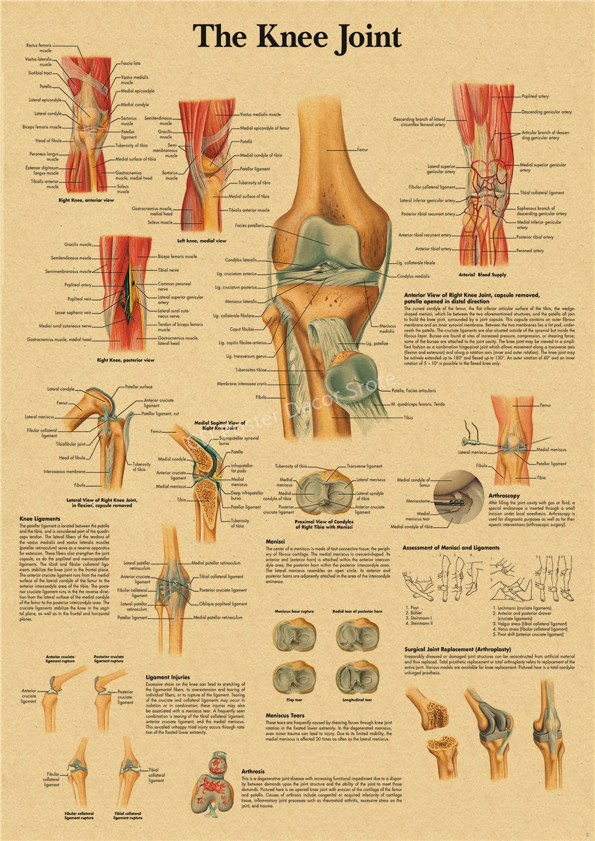 Vintage anatomy poster showing detailed diagrams of the knee joint and surrounding muscles.